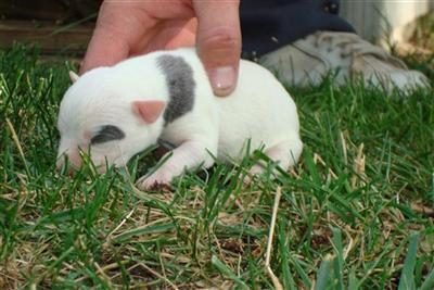 American Pit Bull Puppies for Sale